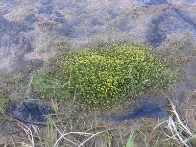 Halerpestes sarmentosa, photographed by Oleg Kosterin