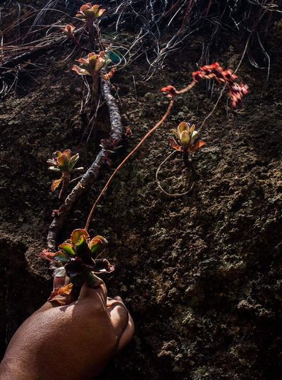 Echeveria fulgens, photographed by Rafael Cano