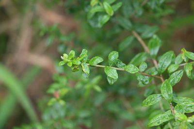 Cassinia subtropica, photographed by Greg Tasney