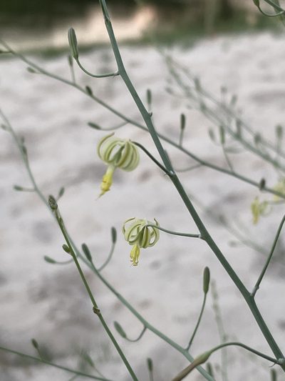 Trachyandra arvensis, photographed by Robert Taylor