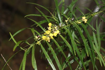 Daviesia arborea, photographed by Greg Tasney