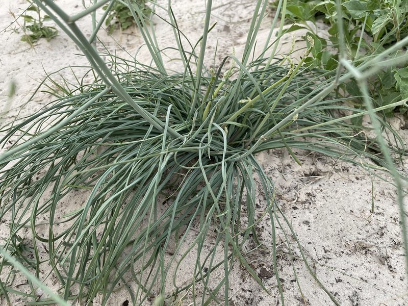 Trachyandra arvensis, photographed by Robert Taylor