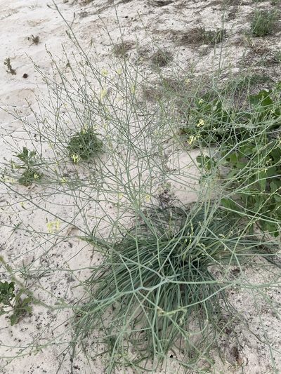 Trachyandra arvensis, photographed by Robert Taylor