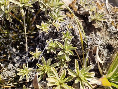 Celmisia angustifolia, photographed by Tom Ferguson