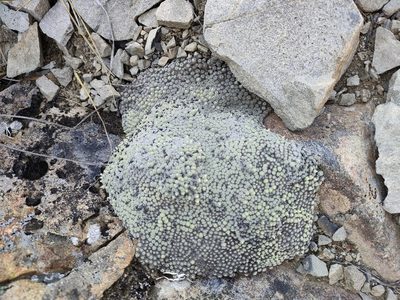 Raoulia mammillaris, photographed by Tom Ferguson