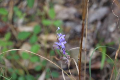 Lobelia gibbosa, photographed by Greg Tasney