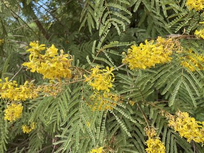 Peltophorum africanum, photographed by Robert Taylor