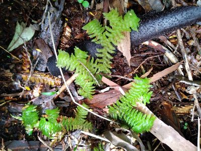 Schistochila glaucescens, photographed by Leon Perrie
