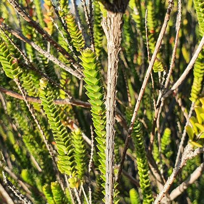 Baeckea imbricata, photographed by ronavery