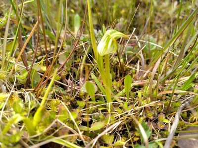 Pterostylis montana, photographed by Leon Perrie