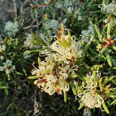 Hakea teretifolia, photographed by ronavery