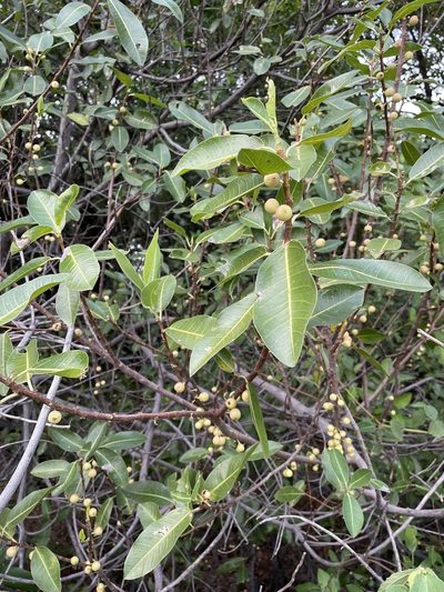 Ficus verruculosa, photographed by Robert Taylor