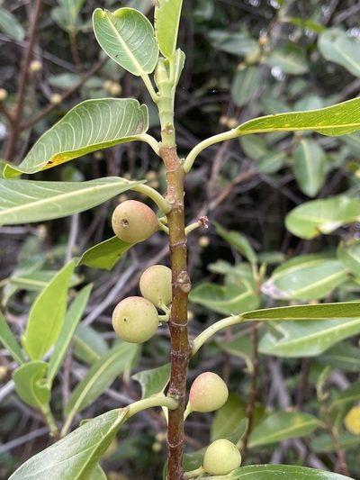 Ficus verruculosa, photographed by Robert Taylor