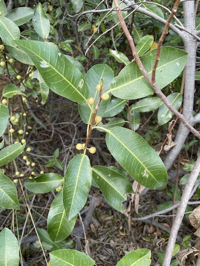 Ficus verruculosa, photographed by Robert Taylor