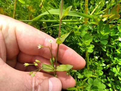 Stellaria uliginosa, photographed by Leon Perrie
