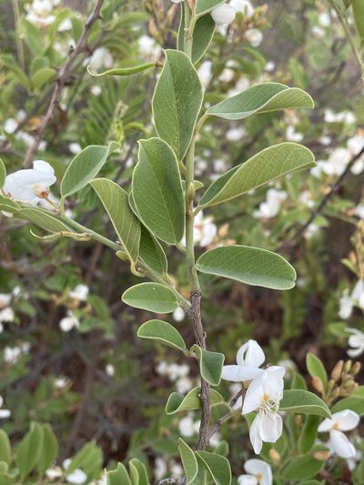 Baphia massaiensis, photographed by Robert Taylor
