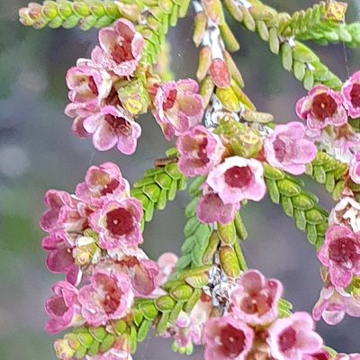 Micromyrtus ciliata, photographed by ronavery