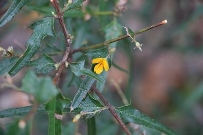 Podolobium ilicifolium, photographed by Greg Tasney