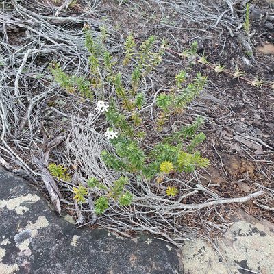 Westringia fruticosa, photographed by ronavery