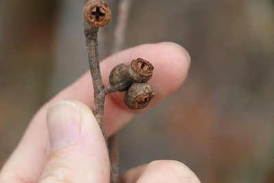 Eucalyptus tindaliae, photographed by Greg Tasney