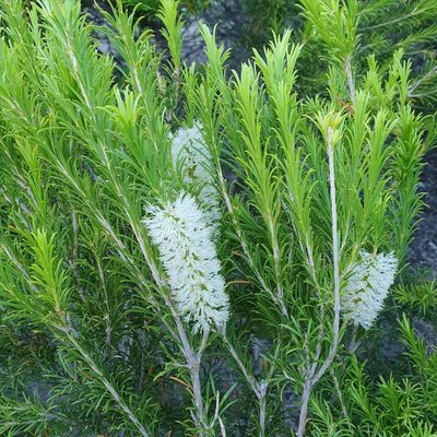 Melaleuca armillaris, photographed by ronavery