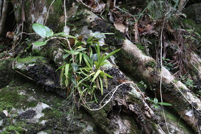 Oberonia complanata, photographed by Greg Tasney