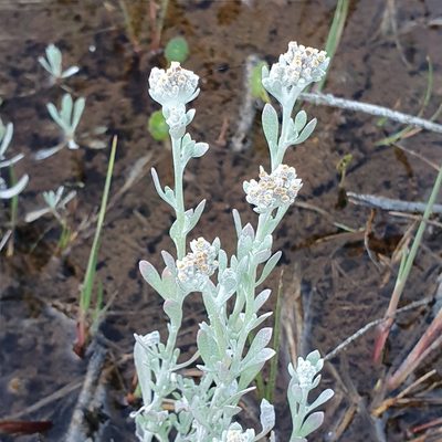 Vellereophyton dealbatum, photographed by ronavery