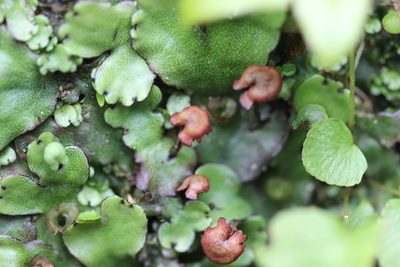 Marchantia foliacea, photographed by Joe Dillon