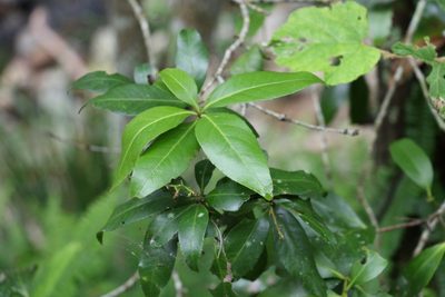 Denhamia celastroides, photographed by Greg Tasney