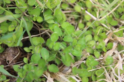 Leptostigma setulosum, photographed by Joe Dillon