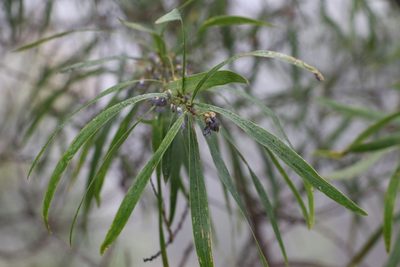 Daviesia arborea, photographed by Greg Tasney