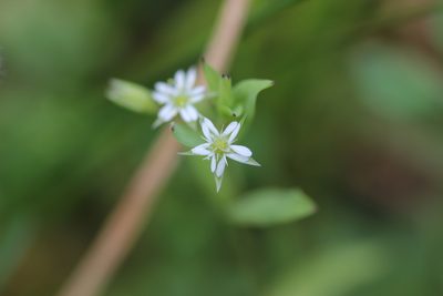 Stellaria uliginosa, photographed by Joe Dillon