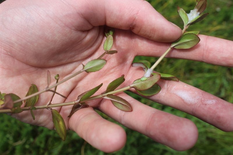 Epilobium chionanthum, photographed by Joe Dillon