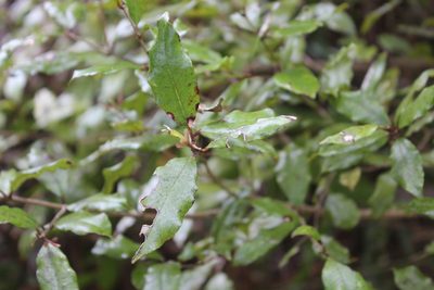 Syzygium maire, photographed by Joe Dillon