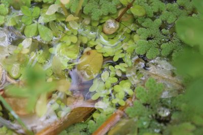 Lemna disperma, photographed by Joe Dillon