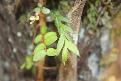 Tmesipteris elongata, photographed by Joe Dillon