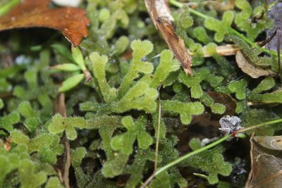Leiomitra lanata, photographed by Joe Dillon