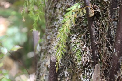 Tmesipteris elongata, photographed by Joe Dillon