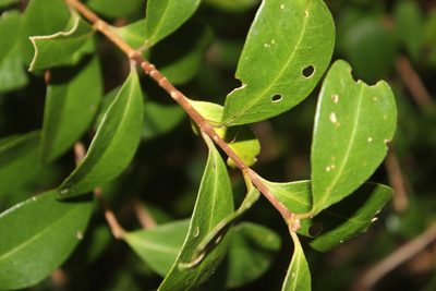 Metrosideros robusta, photographed by Joe Dillon