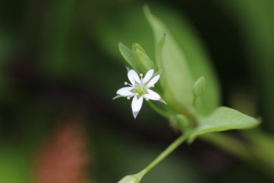 Stellaria uliginosa, photographed by Joe Dillon