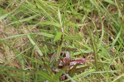Epilobium pallidiflorum, photographed by Joe Dillon