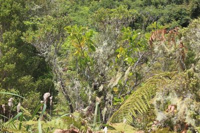 Metrosideros robusta, photographed by Joe Dillon