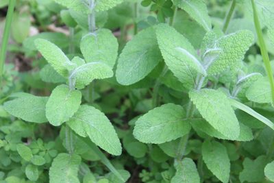 Mentha suaveolens, photographed by Joe Dillon