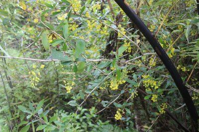 Berberis glaucocarpa, photographed by Joe Dillon