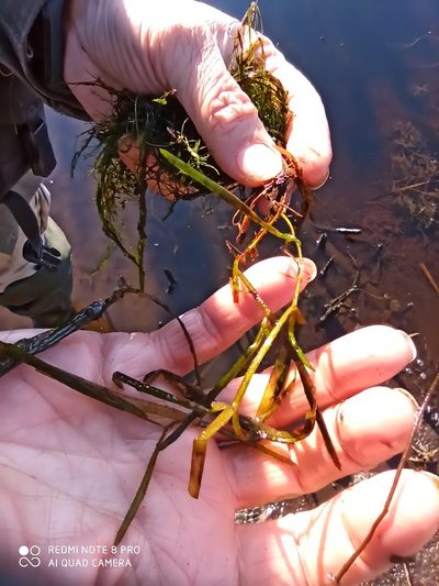 Potamogeton compressus, photographed by Nadezhda Kiseleva