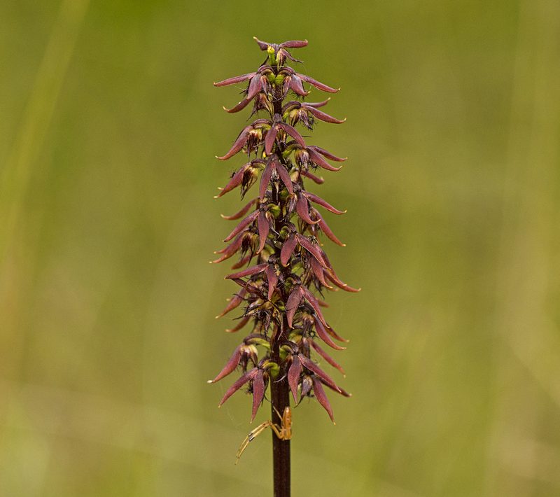 Genoplesium acuminatum, photographed by Tony Eales