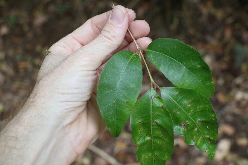 Backhousia leptopetala, photographed by Greg Tasney