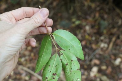 Backhousia leptopetala, photographed by Greg Tasney