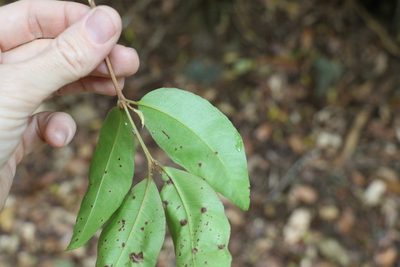 Backhousia leptopetala, photographed by Greg Tasney