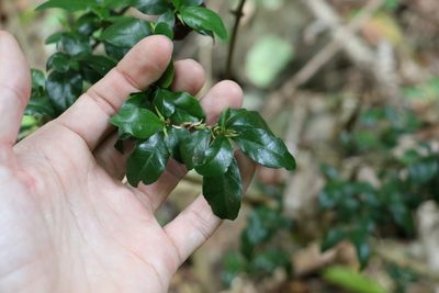 Graptophyllum spinigerum, photographed by Greg Tasney